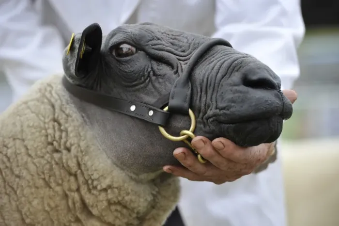 Framed Print : Domestic Sheep, Bleu du Maine, adult, close-up of head, wearing halter at show, Royal Welsh Show, Powys, Wales, July Framed Print : Domestic Sheep, Bleu du Maine, adult, close-up of head, wearing halter at show, Royal Welsh Show, Powys, Wales, July