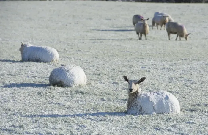Framed Print : Domestic Sheep, Blue-faced Leicester, adults, covered in snow, resting on pasture, near Thornhill Framed Print : Domestic Sheep, Blue-faced Leicester, adults, covered in snow, resting on pasture, near Thornhill