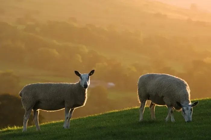 Framed Print : Domestic Sheep, Blue-faced Leicester, two ewes grazing on hillside, backlit by autumn sunlight, England Framed Print : Domestic Sheep, Blue-faced Leicester, two ewes grazing on hillside, backlit by autumn sunlight, England