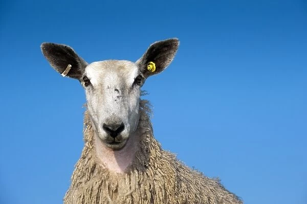 Domestic Sheep, Blue-faced Leicester, yearling female, close-up of head, in wool, England, march