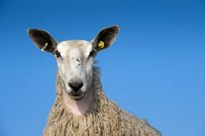 Framed Print : Domestic Sheep, Blue-faced Leicester, yearling female, close-up of head, in wool, England, march Framed Print : Domestic Sheep, Blue-faced Leicester, yearling female, close-up of head, in wool, England, march