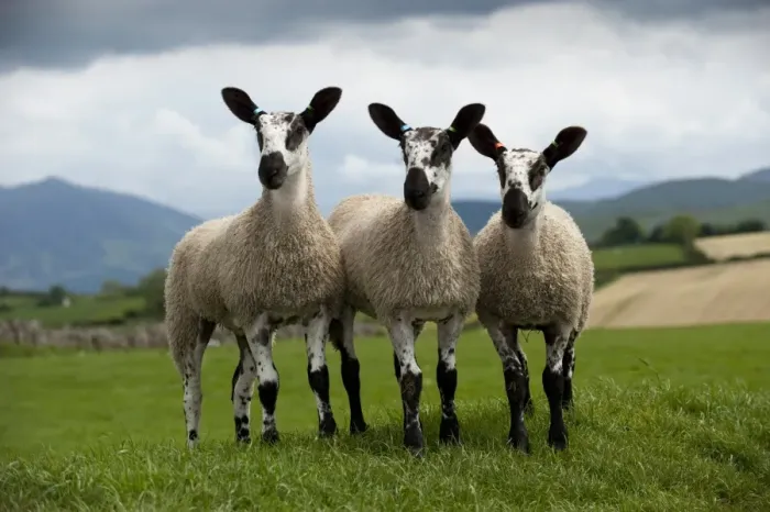 Framed Print : Domestic Sheep, Blue-faced Leicester, three lambs, standing in pasture, England, june Framed Print : Domestic Sheep, Blue-faced Leicester, three lambs, standing in pasture, England, june
