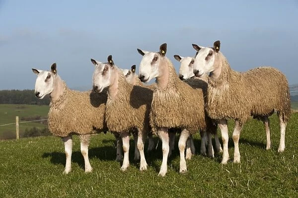 Domestic Sheep, Blue-faced Leicester, yearling rams, in wool, flock standing in pasture, England, march