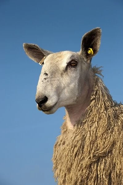Domestic Sheep, Blue-faced Leicester, yearling female, close-up of head, in wool, England, march