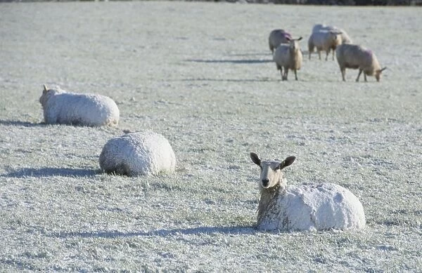 Domestic Sheep, Blue-faced Leicester, adults, covered in snow, resting on pasture, near Thornhill
