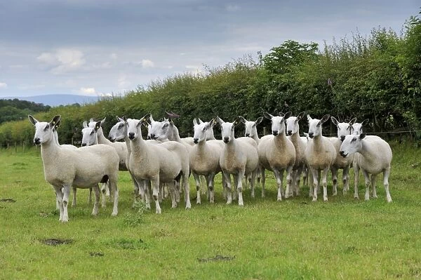 Domestic Sheep, Blue-faced Leicester ewes, flock standing in pasture beside hedgerow, Cumbria, England, July