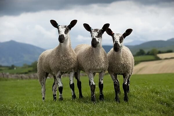 Domestic Sheep, Blue-faced Leicester, three lambs, standing in pasture, England, june