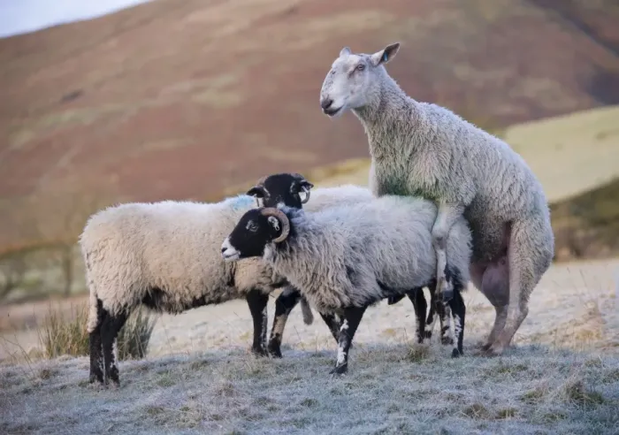 Framed Print : Domestic Sheep, Blue-faced Leicester ram, mating with Swaledale ewe, Dinkling Green Farm, Whitewell, Clitheroe Framed Print : Domestic Sheep, Blue-faced Leicester ram, mating with Swaledale ewe, Dinkling Green Farm, Whitewell, Clitheroe