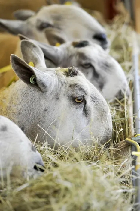Framed Print : Domestic Sheep, Blue-faced Leicester rams, close-up of heads, feeding on hay in rack, Cumbria, England, September Framed Print : Domestic Sheep, Blue-faced Leicester rams, close-up of heads, feeding on hay in rack, Cumbria, England, September