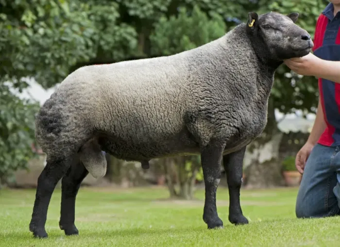 Framed Print : Domestic Sheep, Blue Texel ram, standing with owner, England, September