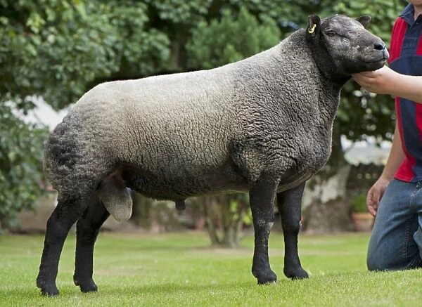 Domestic Sheep, Blue Texel ram, standing with owner, England, September
