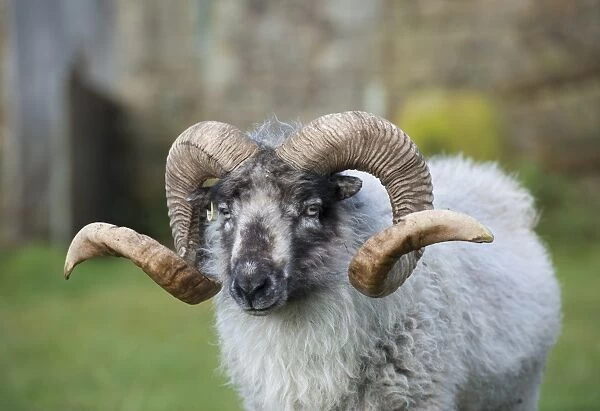 Domestic Sheep, Boreray ram, close-up of head, Tosside, North Yorkshire, England, October