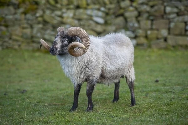 Domestic Sheep, Boreray ram, standing in pasture, Tosside, North Yorkshire, England, October