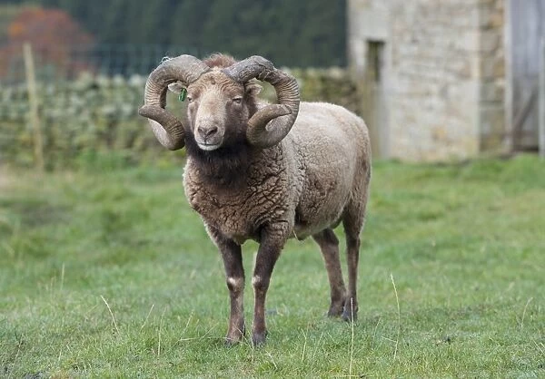 Domestic Sheep, Castlemilk Moorit ram, standing in pasture, Tosside, North Yorkshire, England, October