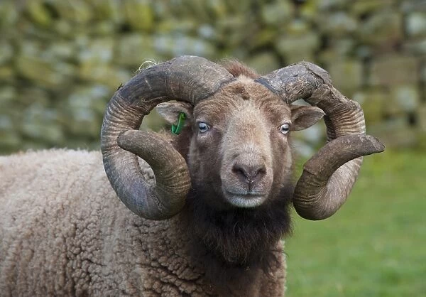 Domestic Sheep, Castlemilk Moorit ram, close-up of head, Tosside, North Yorkshire, England, October