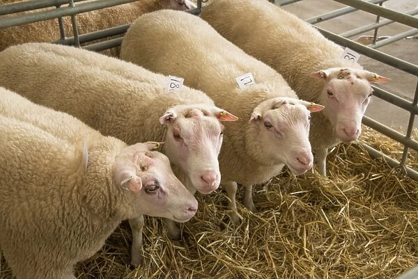 Domestic Sheep, Charmoise, four adults, in pen at livestock market, Welshpool Auction Mart, Welshpool, Powys, Wales