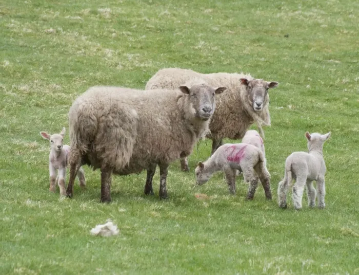 Framed Print : Domestic Sheep, Charollais x Scottish Blackface ewes with Charollais sired lambs, standing in pasture, Scotland, april Framed Print : Domestic Sheep, Charollais x Scottish Blackface ewes with Charollais sired lambs, standing in pasture, Scotland, april
