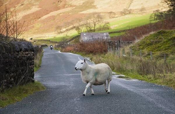Domestic Sheep, Cheviot ewe, crossing rural road with approaching motorbike, Sykes, Dunsop Bridge, Forest of Bowland, Lancashire, England, november