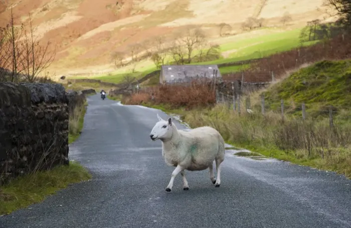 Framed Print : Domestic Sheep, Cheviot ewe, crossing rural road with approaching motorbike, Sykes, Dunsop Bridge, Forest of Bowland, Lancashire, England, november Framed Print : Domestic Sheep, Cheviot ewe, crossing rural road with approaching motorbike, Sykes, Dunsop Bridge, Forest of Bowland, Lancashire, England, november