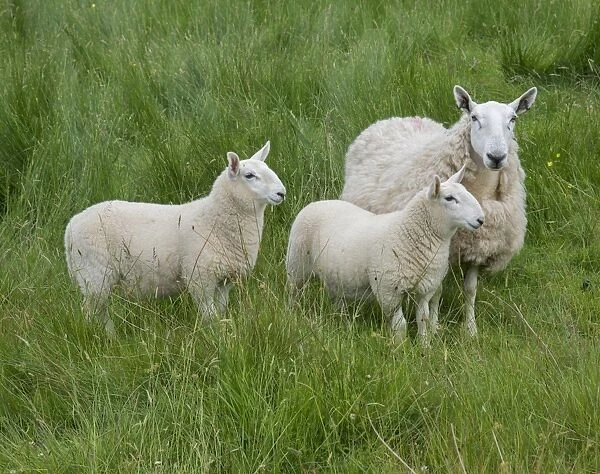 Domestic Sheep, Cheviot mule, ewe with twin lambs, standing in pasture, Windermere, Lake District N. P