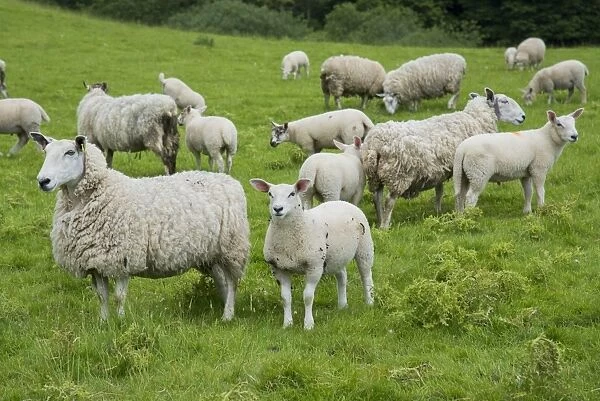 Domestic Sheep, Cheviot mule, ewes with lambs, standing in pasture, Windermere, Lake District N. P