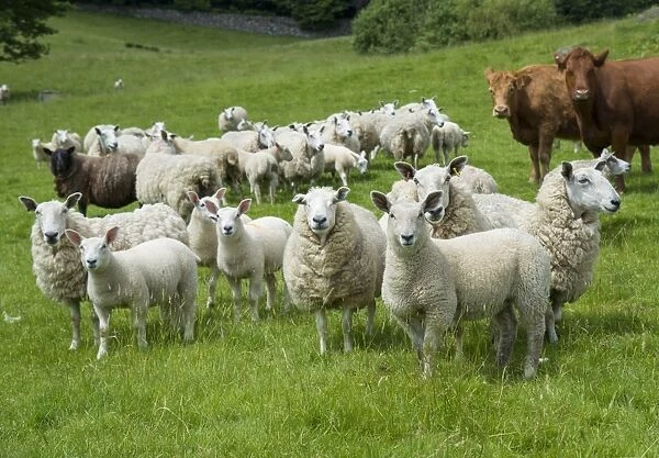 Domestic Sheep, Cheviot mule, ewes with lambs, with Domestic Cattle, Luing cows, standing in pasture, Windermere