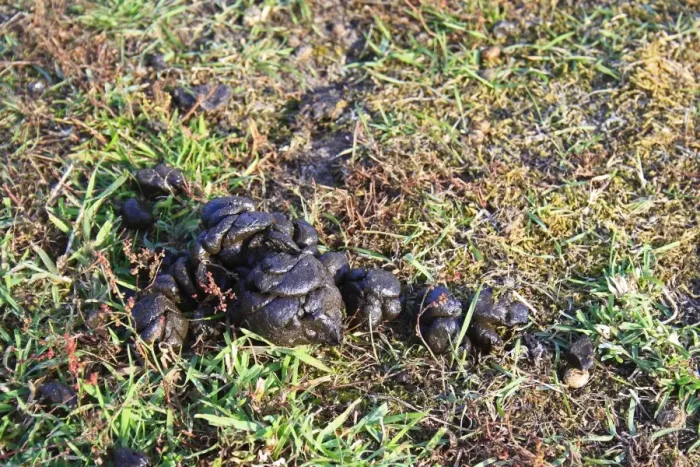Framed Print : Domestic Sheep, close-up of droppings, in rough pasture and acid grassland, Little Ouse Headwaters Project, The Frith, South Lopham, Little Ouse Valley, Norfolk, England, august