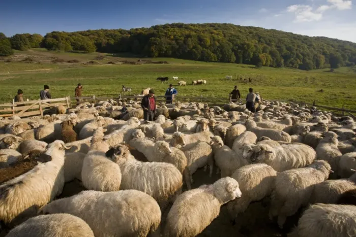 Framed Print : Domestic Sheep, communal flock, with shepherds at traditional sheep-fold, near Saschiz, Transylvania, Romania, october Framed Print : Domestic Sheep, communal flock, with shepherds at traditional sheep-fold, near Saschiz, Transylvania, Romania, october