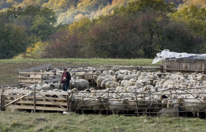 Framed Print : Domestic Sheep, communal flock, being marked by shepherd, at traditional sheep-fold, near Saschiz, Transylvania