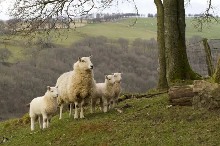 Framed Print : Domestic Sheep, crossbred ewe with three lambs, standing in pasture on hill farm, Powys, Wales, April Framed Print : Domestic Sheep, crossbred ewe with three lambs, standing in pasture on hill farm, Powys, Wales, April