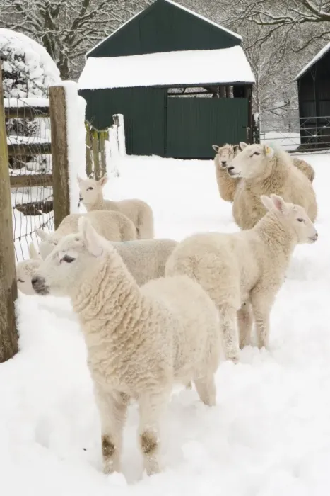 Framed Print : Domestic Sheep, crossbred ewes and lambs, standing on snow covered pasture, Powys, Wales, March