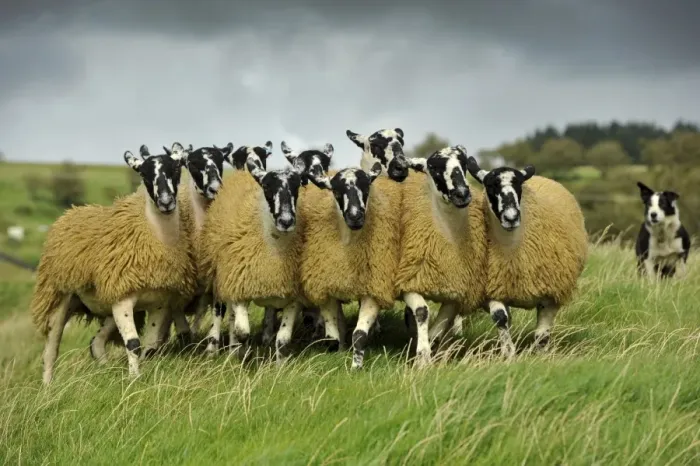 Framed Print : Domestic Sheep, crossbred mule ewe lambs, flock being rounded up by collie sheepdog in pasture, England, September Framed Print : Domestic Sheep, crossbred mule ewe lambs, flock being rounded up by collie sheepdog in pasture, England, September