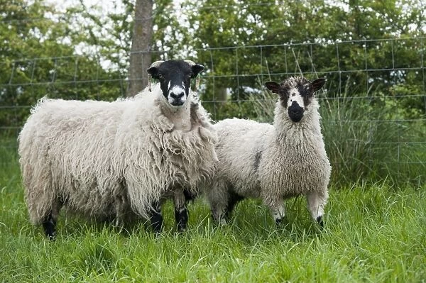 Domestic Sheep, Dalesbred ewe with Masham cross lamb, sired by Teeswater ram, standing in pasture, Yorkshire, England