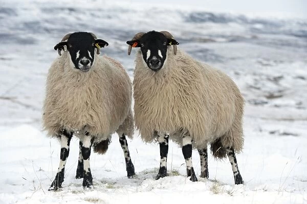 Domestic Sheep, Dalesbred, two ewes, standing on snow covered moorland, near Pen-y-ghent, Yorkshire Dales N. P