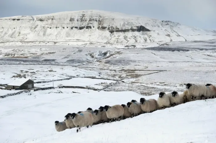 Framed Print : Domestic Sheep, Dalesbred flock, standing on snow covered moorland, near Pen-y-ghent, Yorkshire Dales N. P Framed Print : Domestic Sheep, Dalesbred flock, standing on snow covered moorland, near Pen-y-ghent, Yorkshire Dales N. P