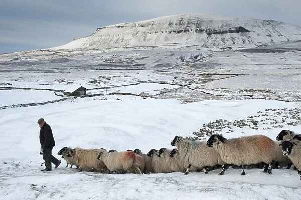 Domestic Sheep, Dalesbred flock, with shepherd leading on snow covered moorland, near Pen-y-ghent, Yorkshire Dales N. P