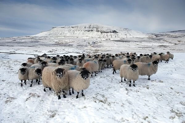 Domestic Sheep, Dalesbred flock, standing on snow covered moorland, near Pen-y-ghent, Yorkshire Dales N. P