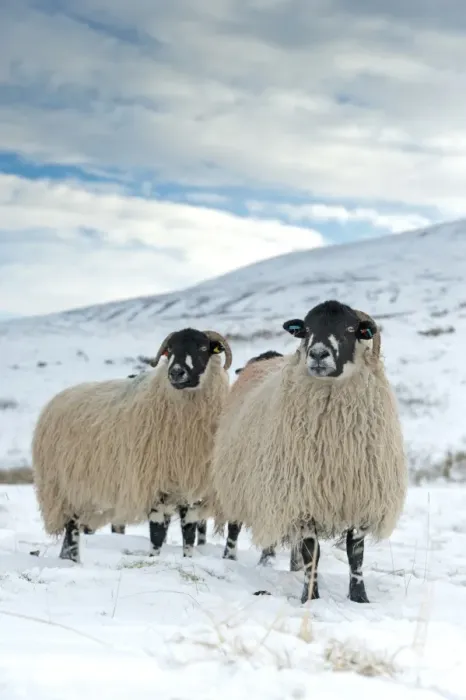 Framed Print : Domestic Sheep, Dalesbred flock, standing on snow covered moorland, near Pen-y-ghent, Yorkshire Dales N. P Framed Print : Domestic Sheep, Dalesbred flock, standing on snow covered moorland, near Pen-y-ghent, Yorkshire Dales N. P