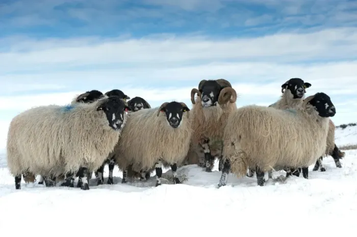Framed Print : Domestic Sheep, Dalesbred flock, standing on snow covered moorland, near Pen-y-ghent, Yorkshire Dales N. P Framed Print : Domestic Sheep, Dalesbred flock, standing on snow covered moorland, near Pen-y-ghent, Yorkshire Dales N. P