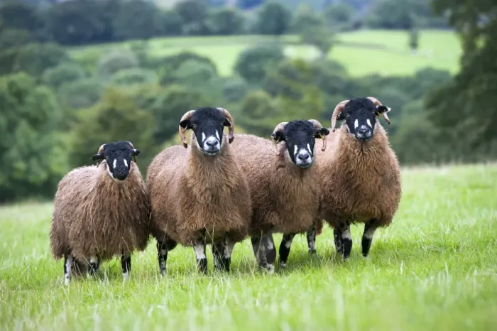 Framed Print : Domestic Sheep, Dalesbred flock, standing in pasture, North Yorkshire, England, August Framed Print : Domestic Sheep, Dalesbred flock, standing in pasture, North Yorkshire, England, August