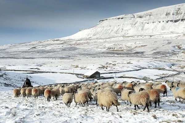 Domestic Sheep, Dalesbred, flock, with shepherd on quadbike leading off snow covered moorland onto lower pasture