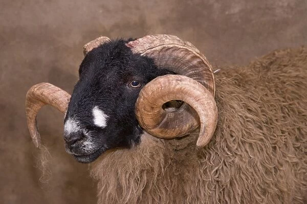 Domestic Sheep, Dalesbred ram, close-up of head, Bentham, North Yorkshire, England, October