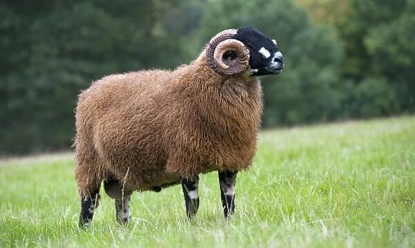 Domestic Sheep, Dalesbred ram, standing in pasture, North Yorkshire, England, August