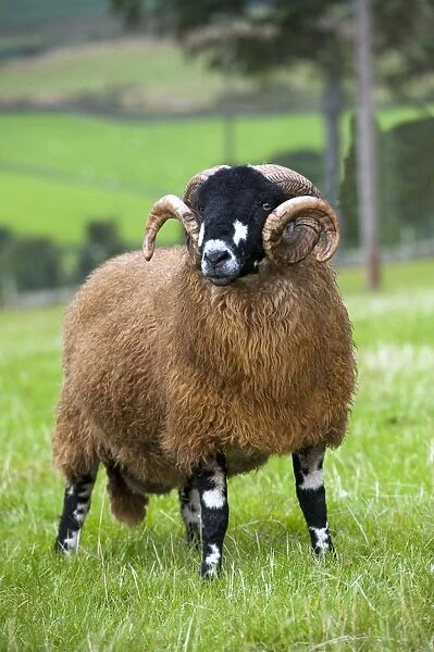 Domestic Sheep, Dalesbred ram, standing in pasture, North Yorkshire, England, August
