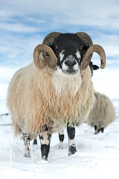 Domestic Sheep, Dalesbred ram, standing on snow covered moorland, near Pen-y-ghent, Yorkshire Dales N. P