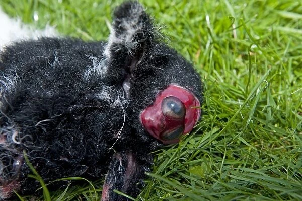 Domestic Sheep, dead lamb, close-up of deformed head, was born alive, England, april