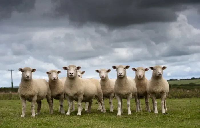 Framed Print : Domestic Sheep, Dorset ewes, flock standing in pasture, Cornwall, England, August Framed Print : Domestic Sheep, Dorset ewes, flock standing in pasture, Cornwall, England, August