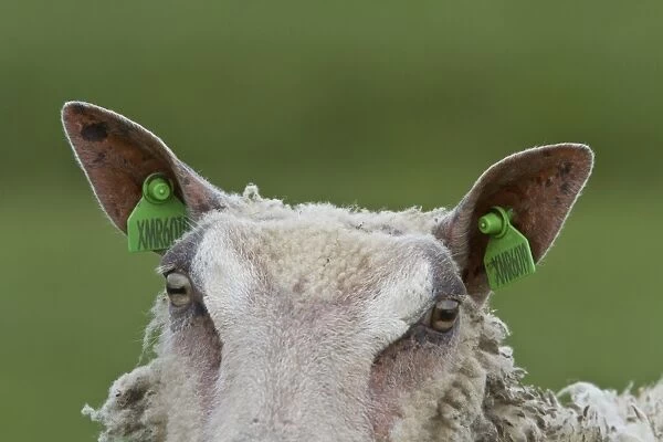 Domestic sheep with ear tags