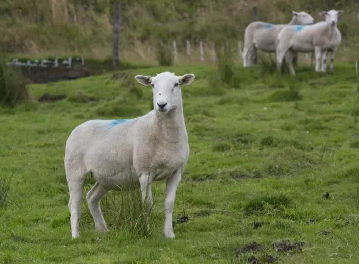 Framed Print : Domestic Sheep, Easy Care ewes, standing in pasture, Holmfirth, West Yorkshire, England, August
