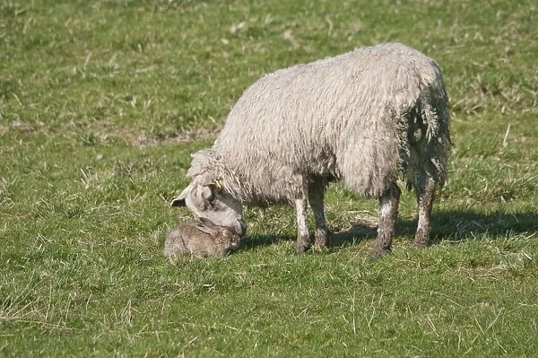 Domestic Sheep, ewe, investigating European Rabbit (Oryctolagus cuniculus) infected with Myxomatosis, Whitewell, Lancashire, England, april